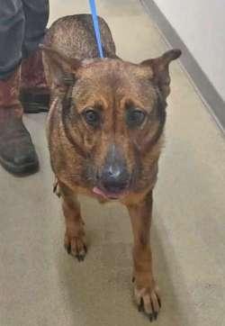 Enlarge Sofia, a ADOPTABLE mixed breed in Sudbury, MA image 2/4