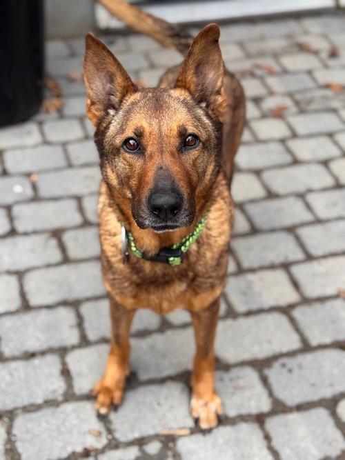 Enlarge Sofia, a ADOPTABLE mixed breed in Sudbury, MA image 3/4