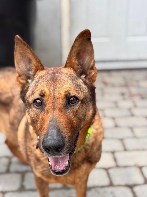 Sofia, ADOPTABLE, Adult Female German Shepherd Dog.
