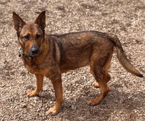 Enlarge Sofia, a ADOPTABLE mixed breed in Sudbury, MA image 4/4