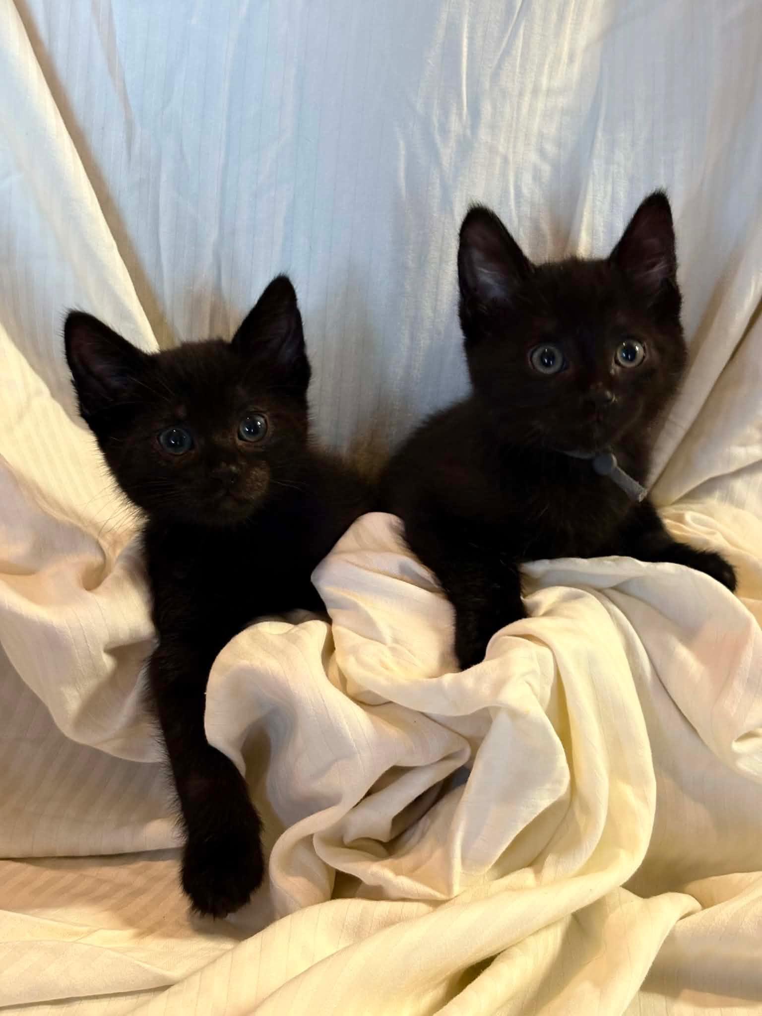 Soot and Jasper, a ADOPTABLE mixed breed in Bonney Lake, WA image 4/5