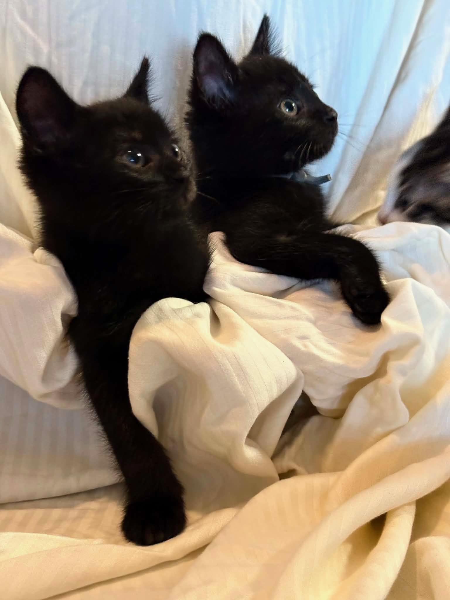 Soot and Jasper, a ADOPTABLE mixed breed in Bonney Lake, WA image 3/5