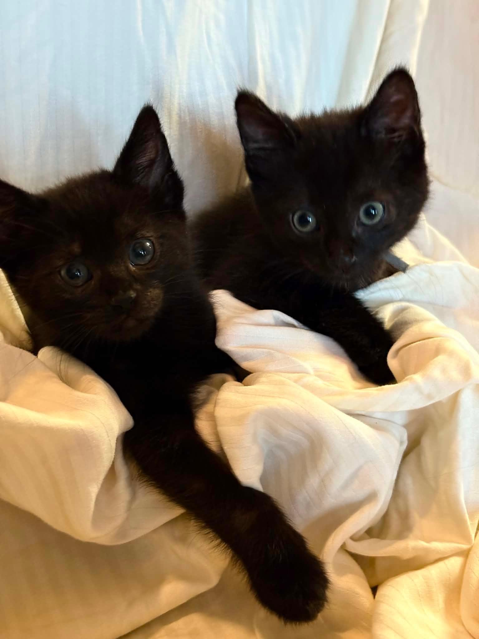 Soot and Jasper, a ADOPTABLE mixed breed in Bonney Lake, WA image 5/5