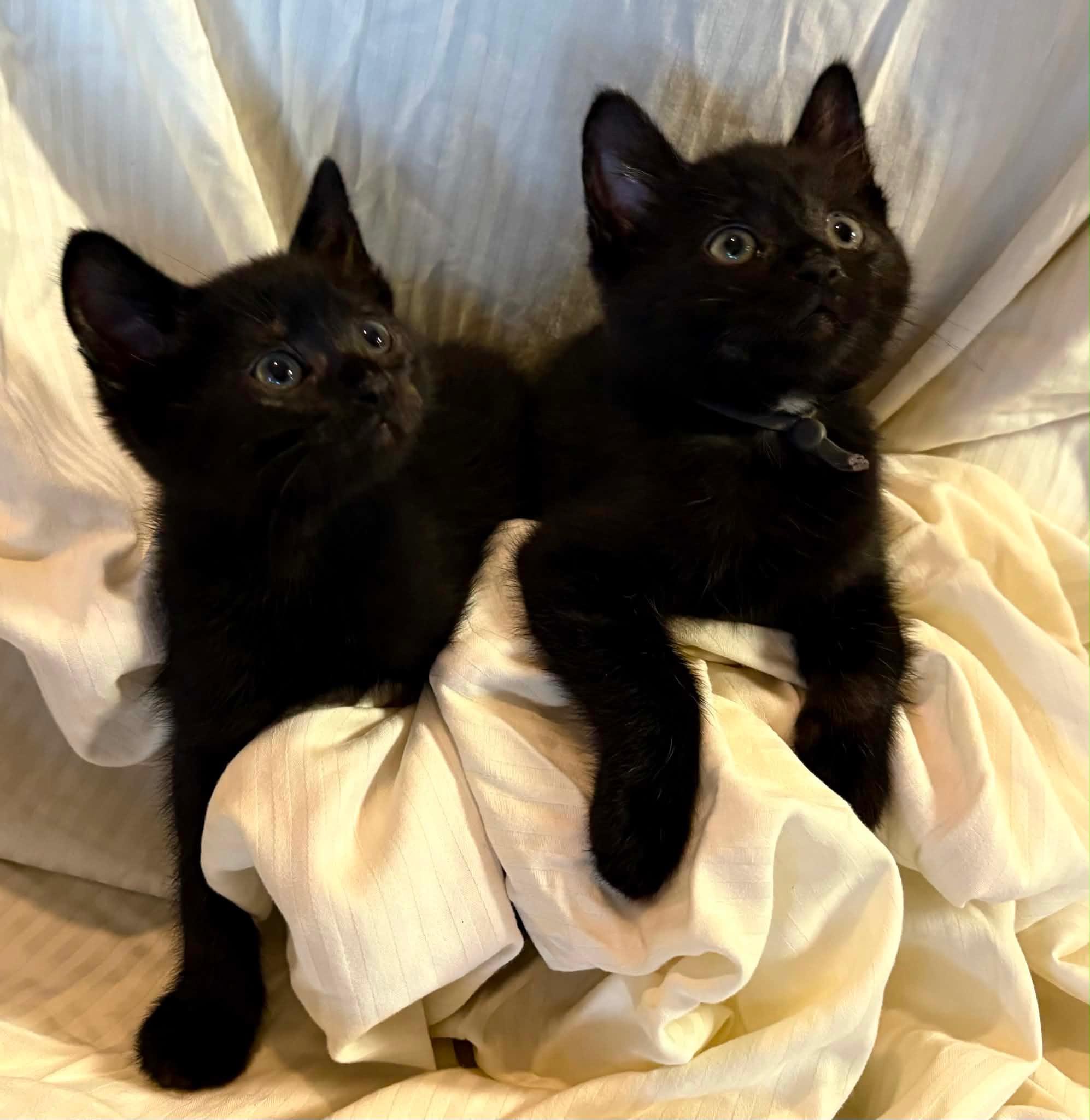 Soot and Jasper, a ADOPTABLE mixed breed in Bonney Lake, WA image 2/5