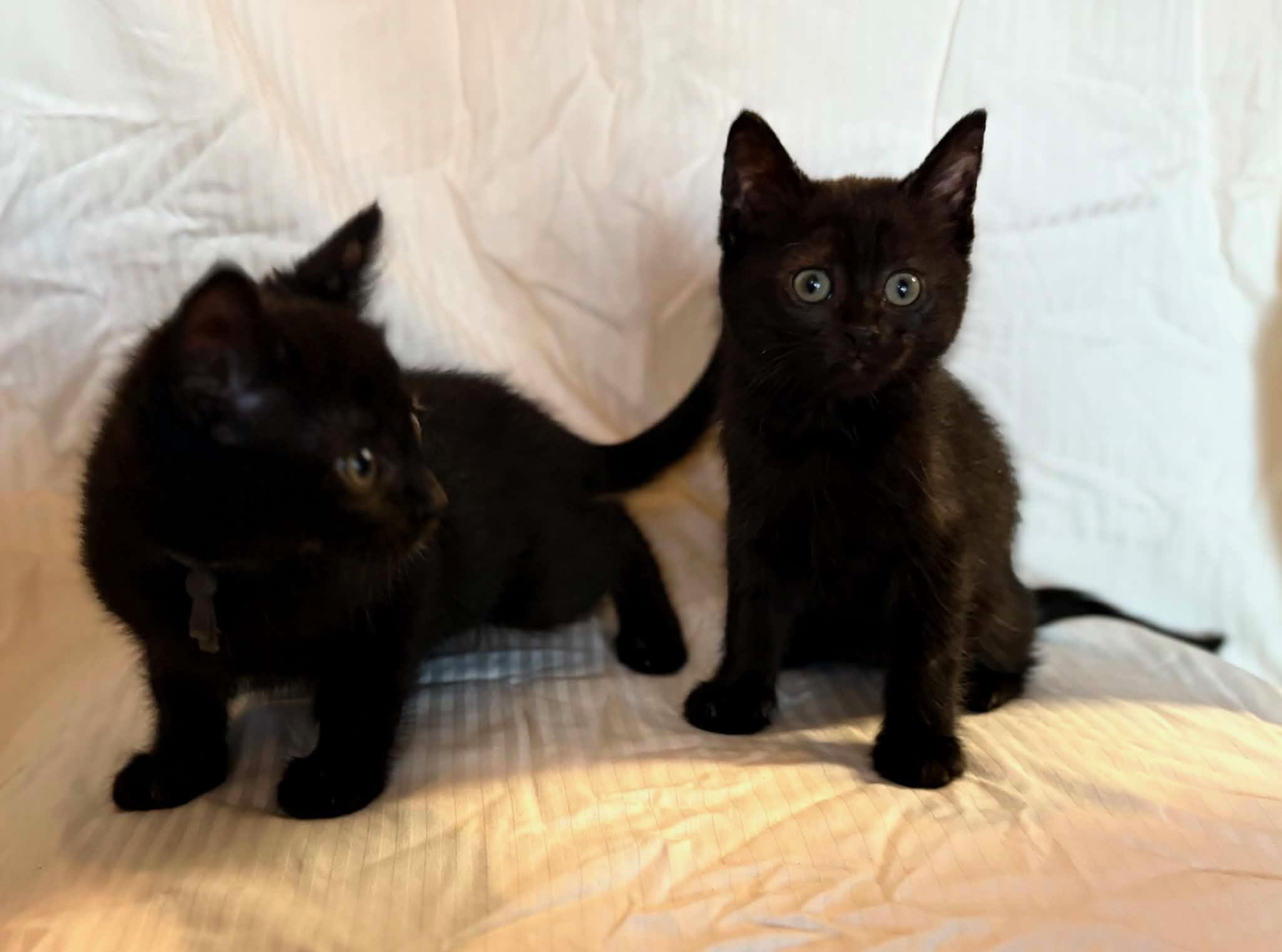 Soot and Jasper, a ADOPTABLE mixed breed in Bonney Lake, WA image 1/5