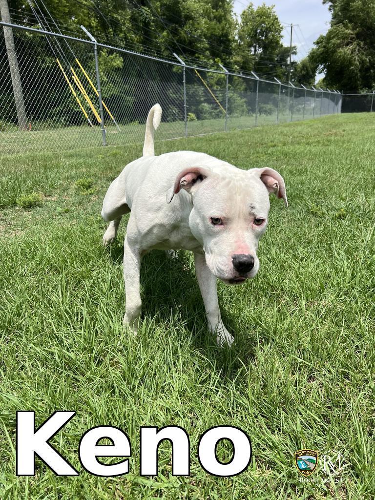 Enlarge Keno, a Adoptable Pit Bull Terrier in Rocky Mount, NC image 1/2