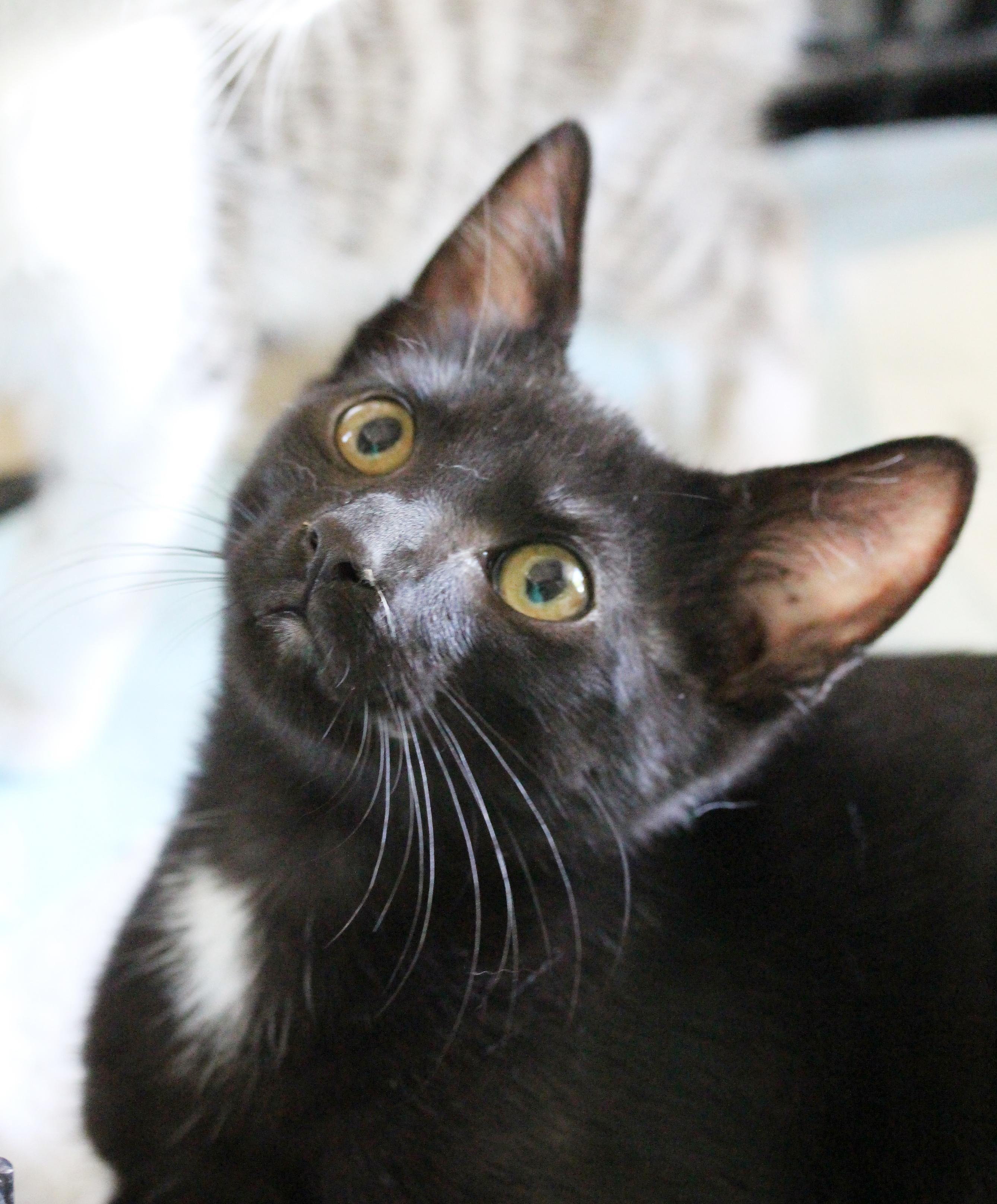 Gentle Ben (Courtesy Post), Baby Male Domestic Short Hair