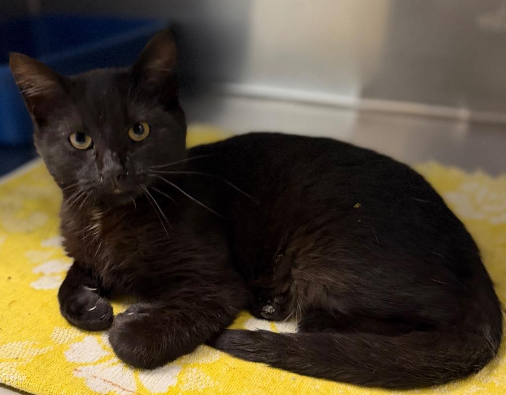 Raymond, ADOPTABLE, Kitten Male Domestic Short Hair.