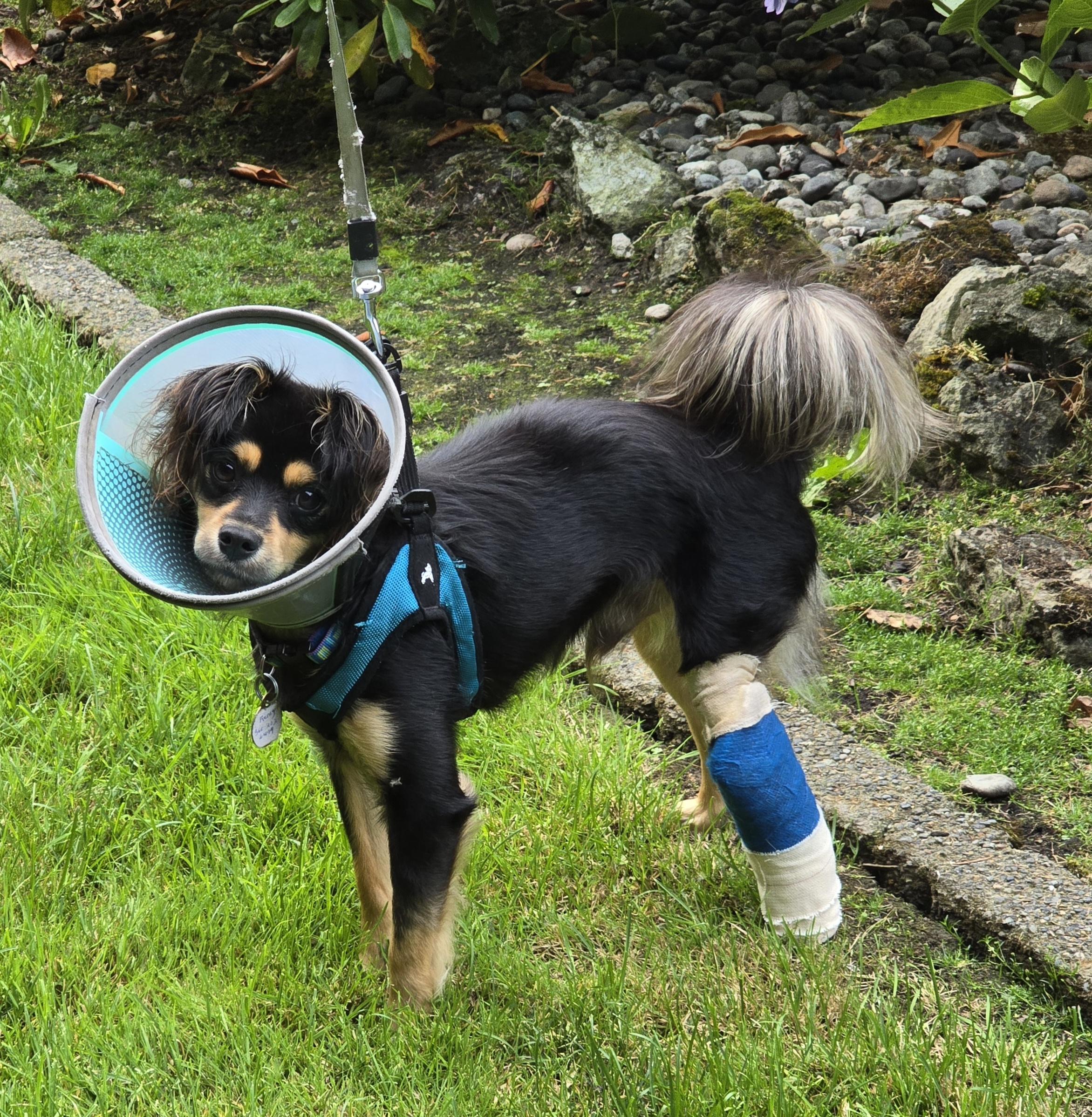 REMY, a Adoptable mixed breed in Burlington, WA image 2/6