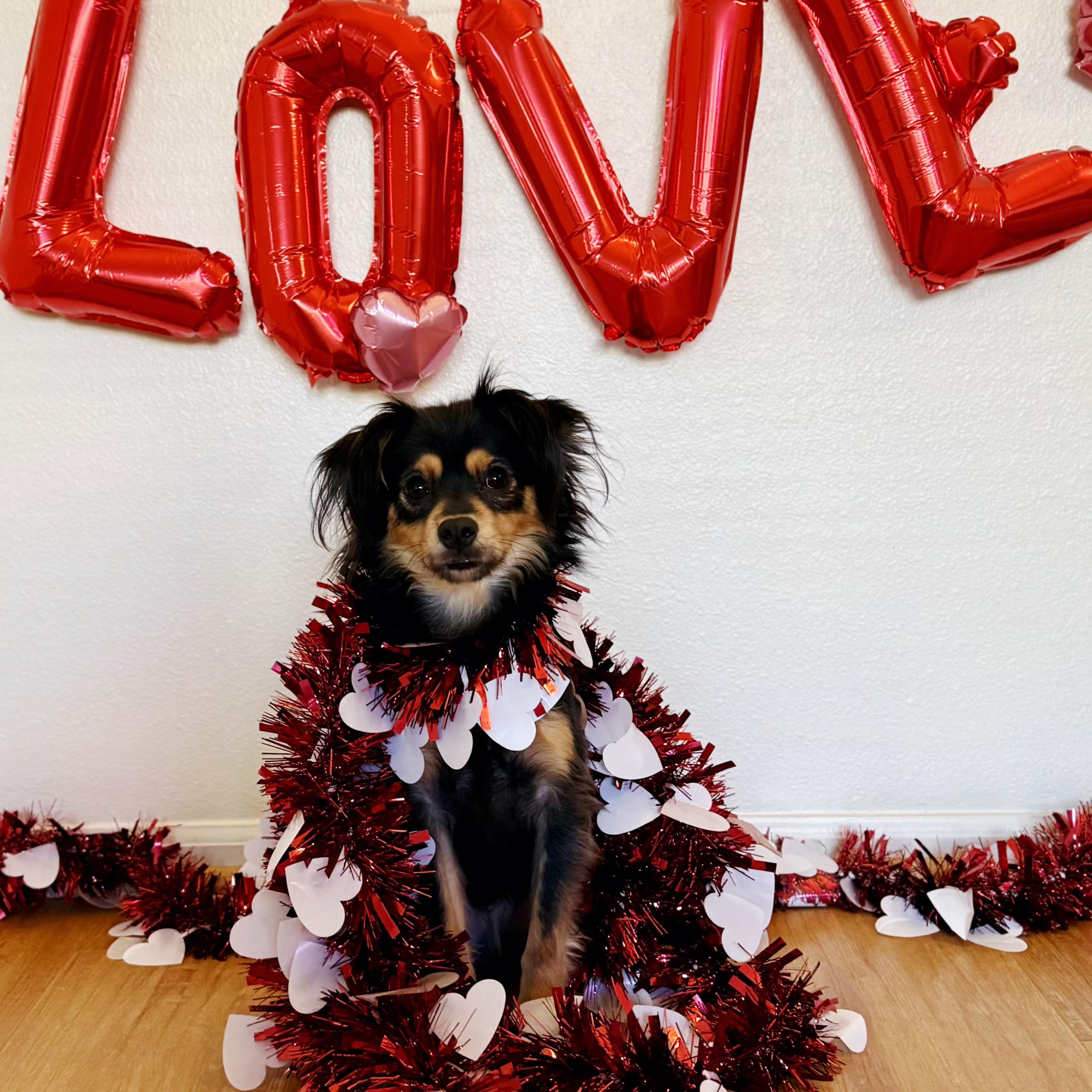 REMY, an adoptable mixed breed in Burlington, WA image 2/6