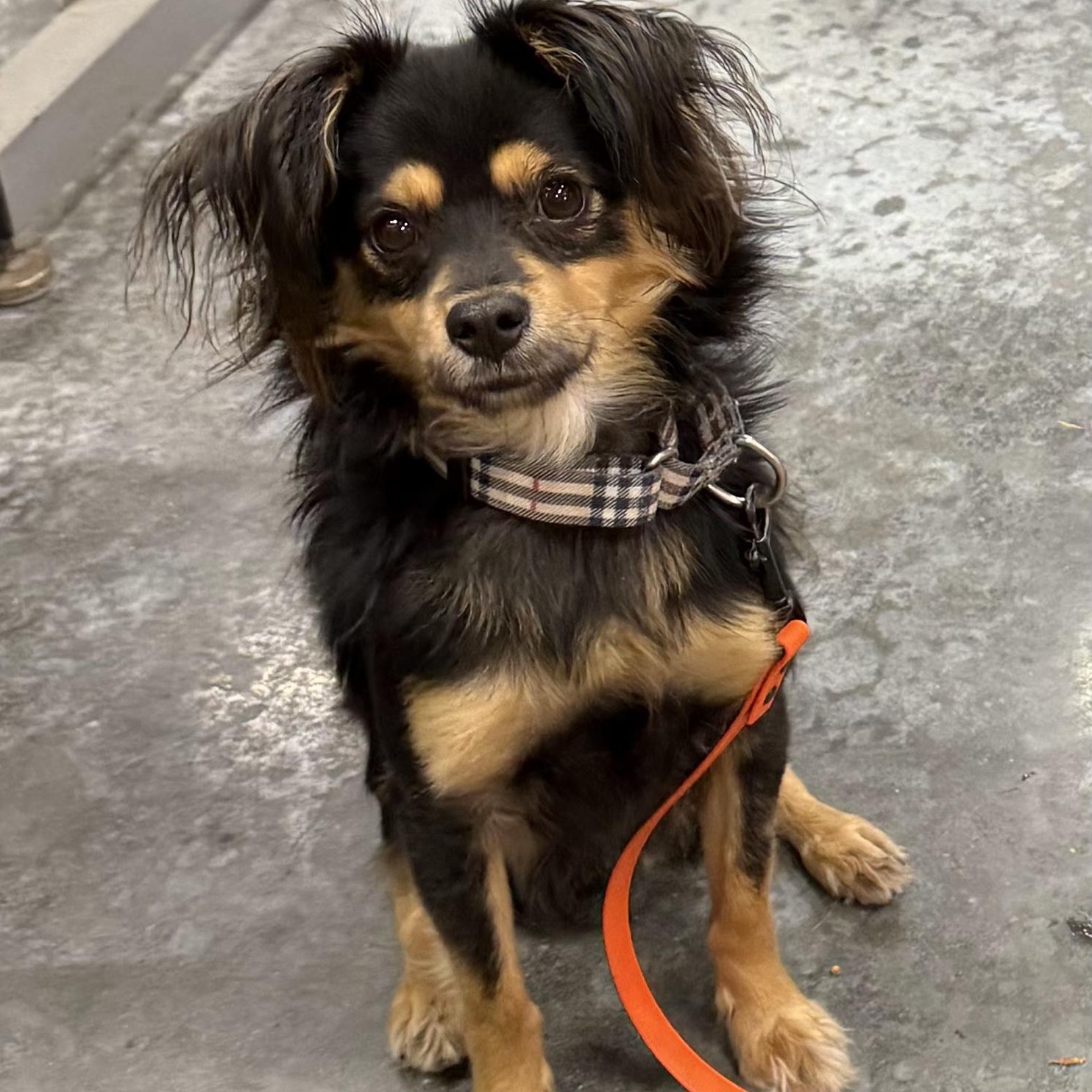 REMY, a Adoptable mixed breed in Burlington, WA image 1/6