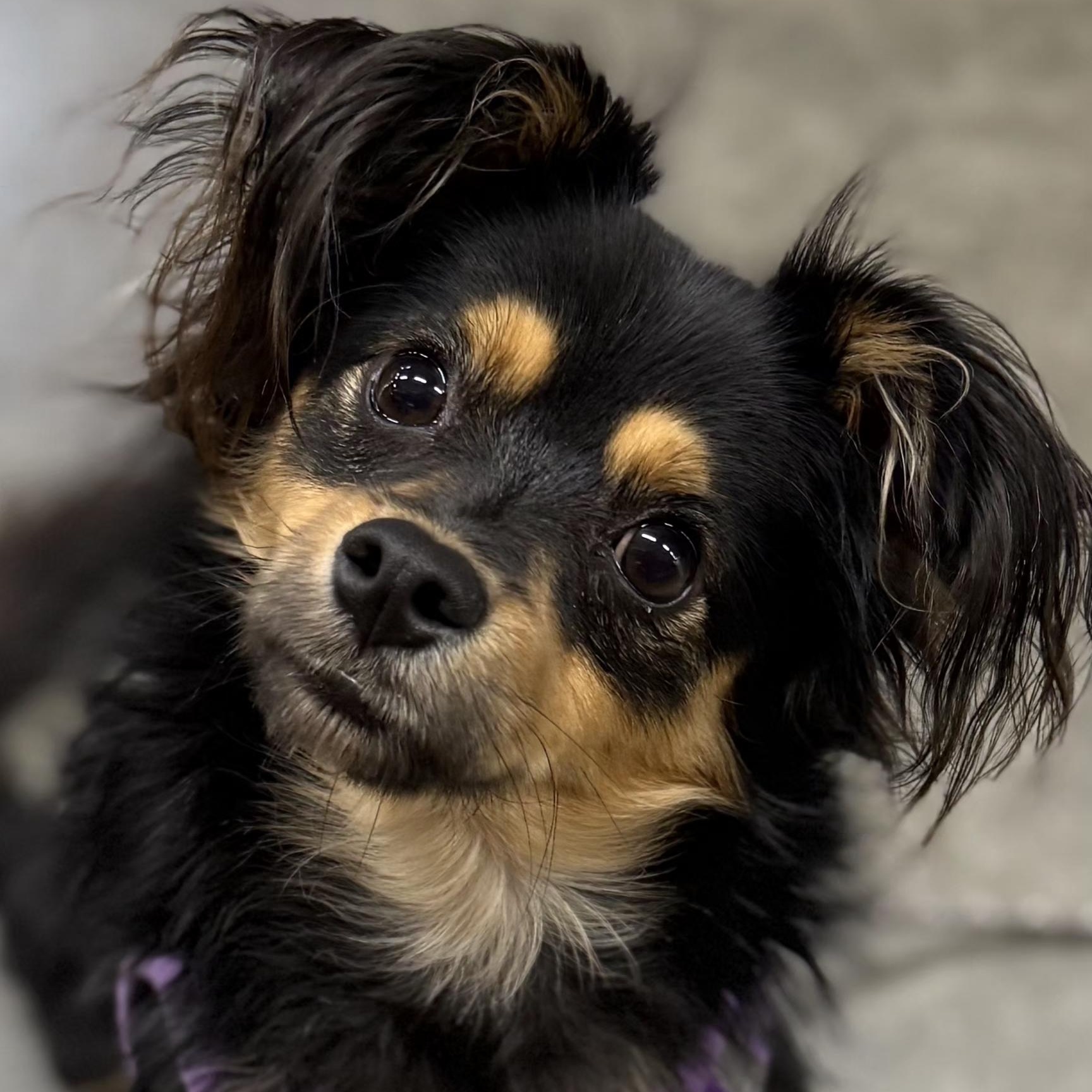 REMY, a Adoptable mixed breed in Burlington, WA image 3/6