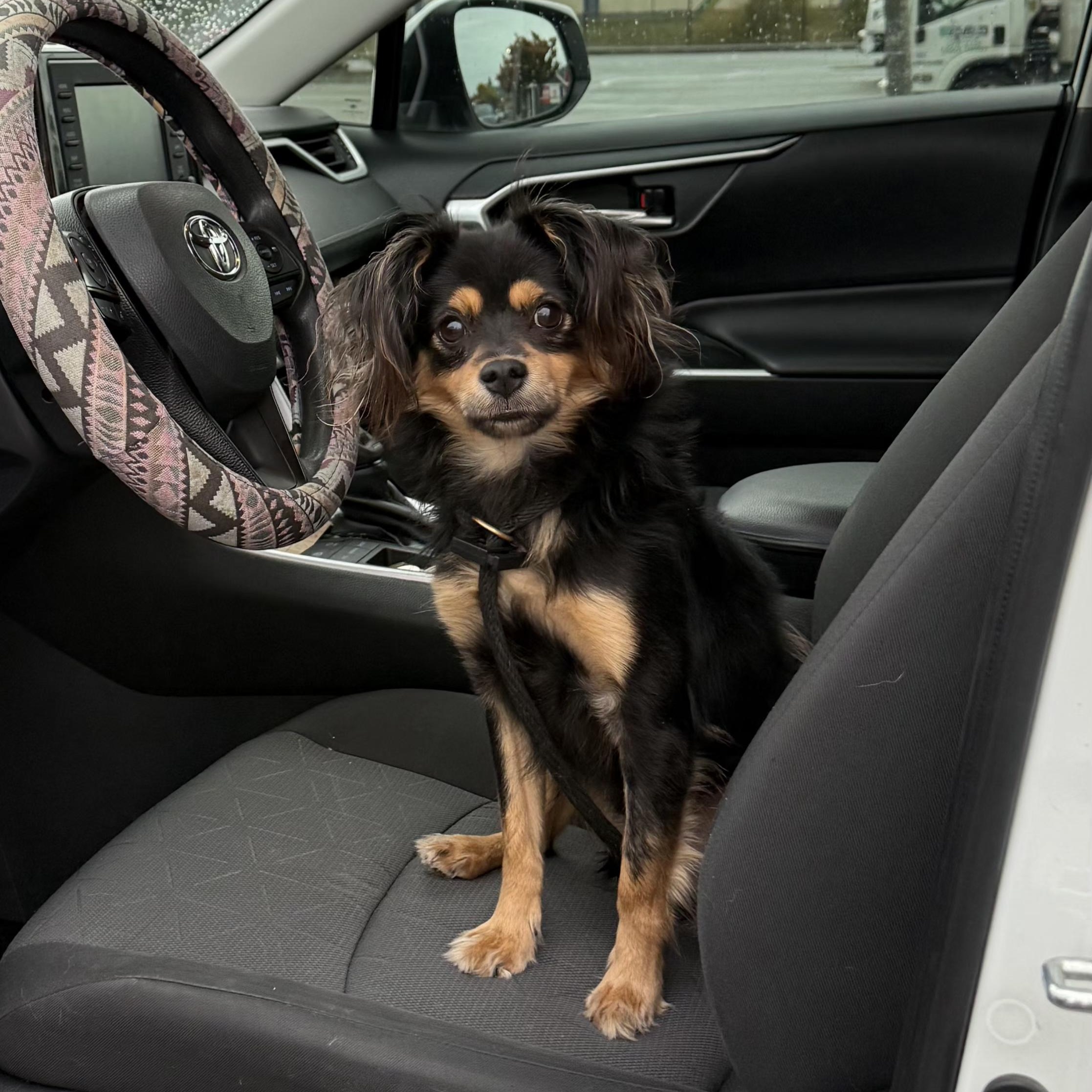 REMY, a Adoptable mixed breed in Burlington, WA image 5/6