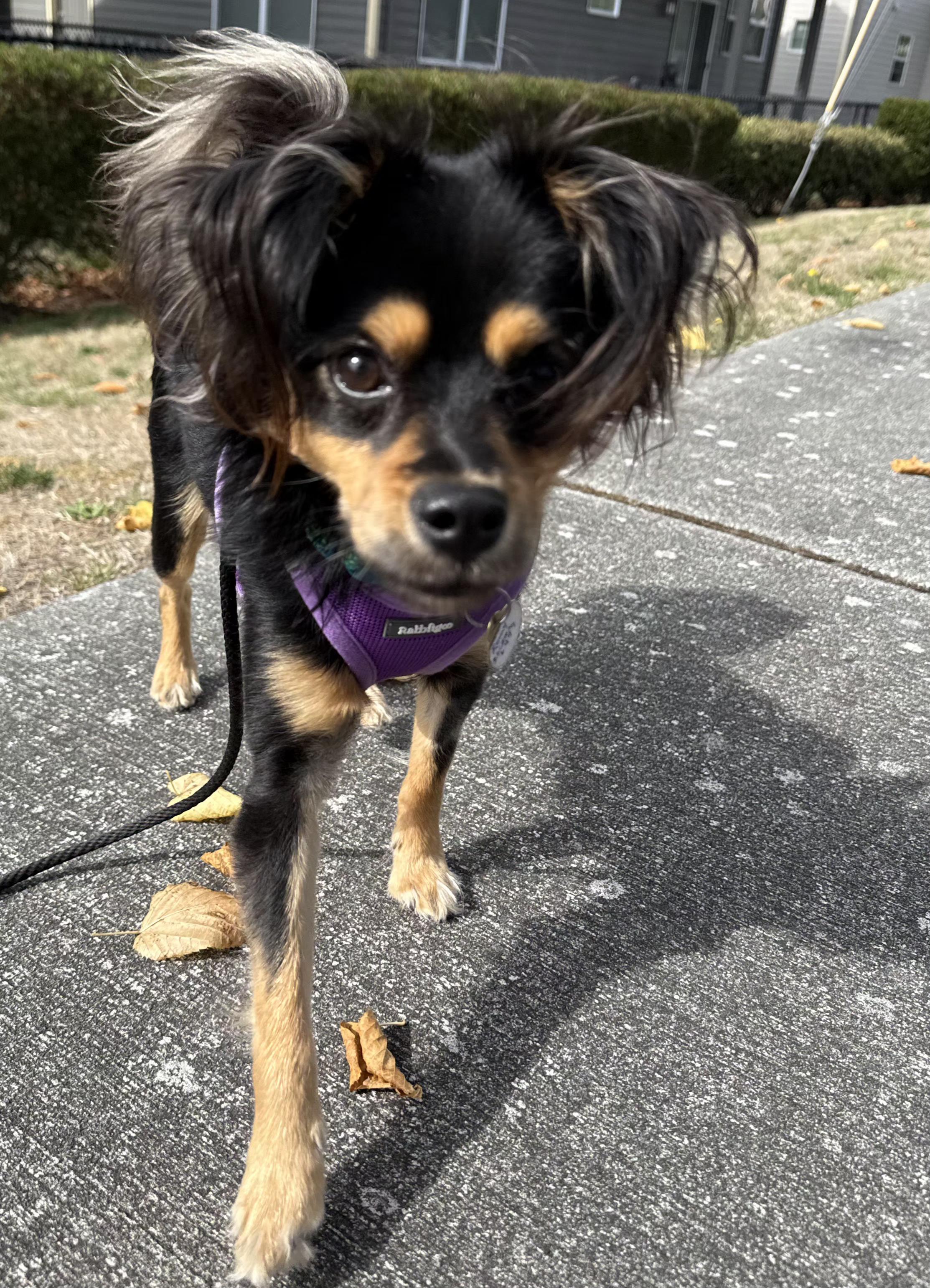 REMY, a Adoptable mixed breed in Burlington, WA image 6/6