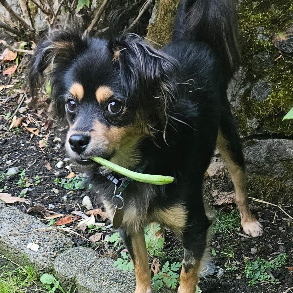 REMY, a Adoptable mixed breed in Burlington, WA image 4/6
