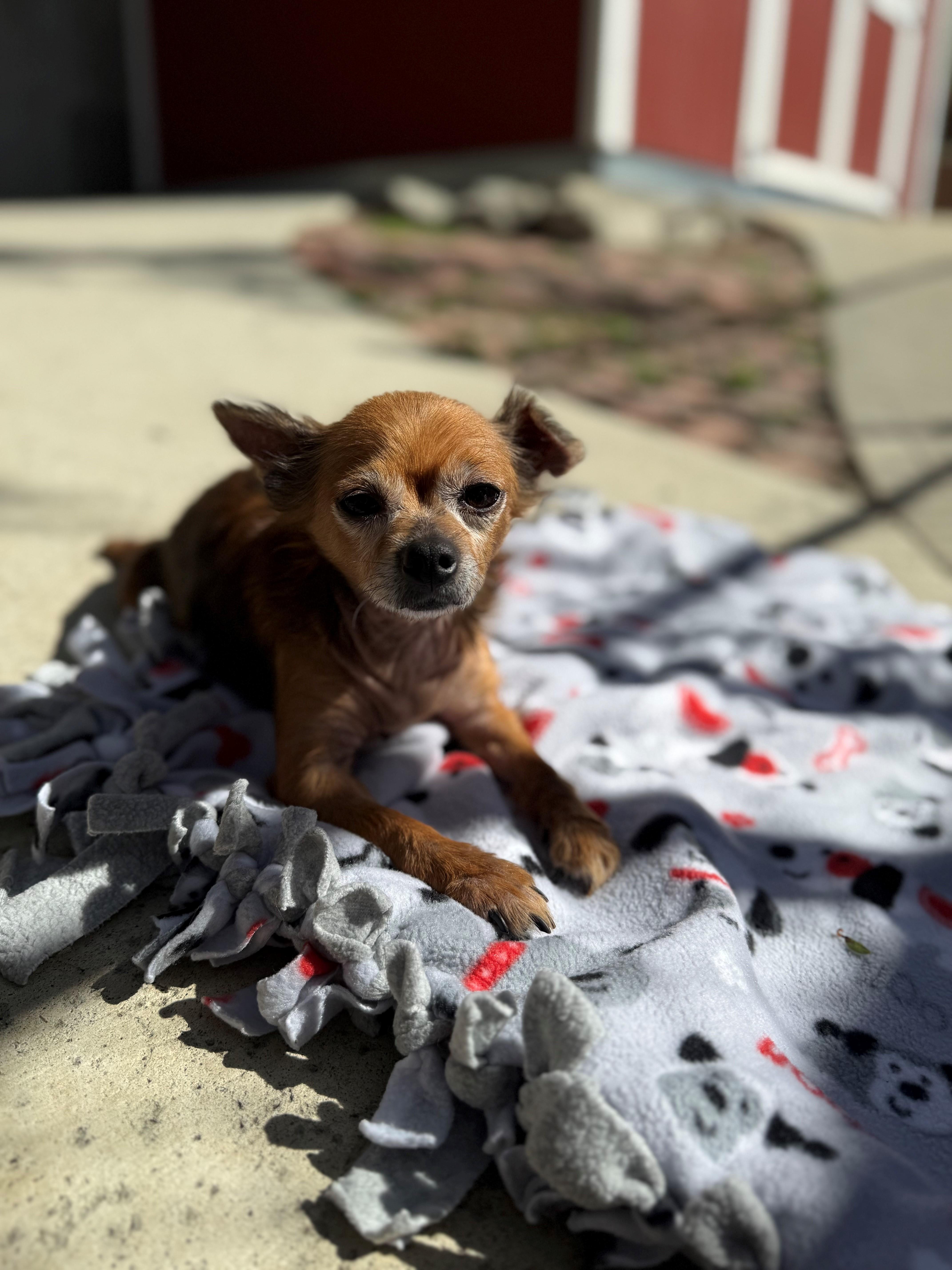 Enlarge Chelsey, a ADOPTABLE Chihuahua in Laguna Beach, CA image 1/1