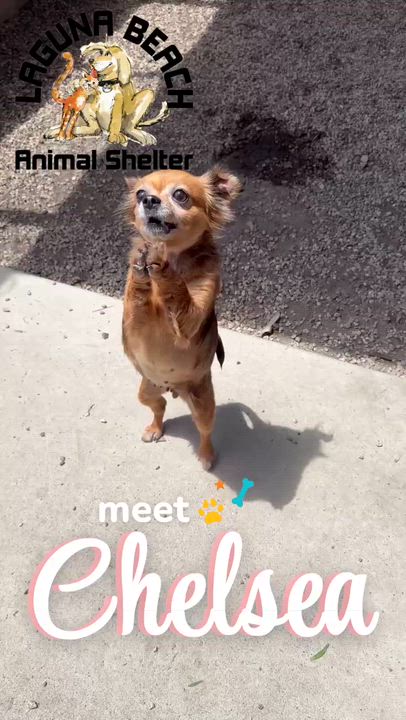 Enlarge Chelsea, a ADOPTABLE Chihuahua in Laguna Beach, CA video 2/2