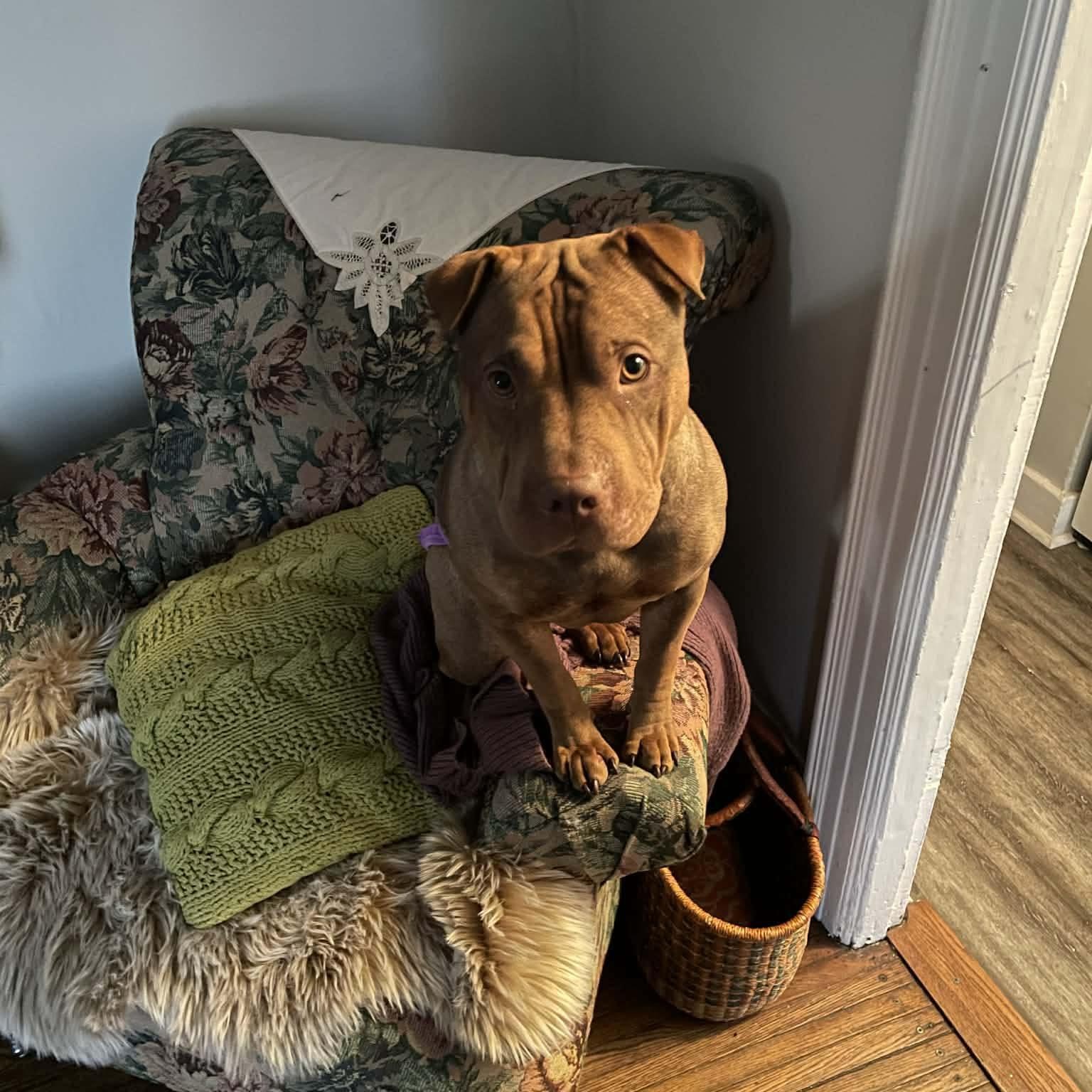Roxie, ADOPTABLE, Young Female Shar-Pei.