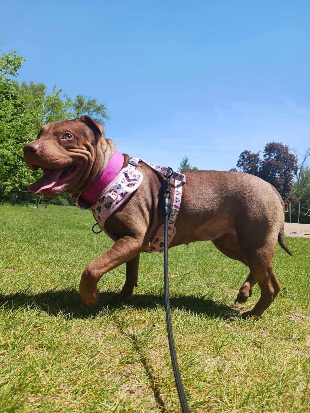 Roxie, a ADOPTABLE mixed breed in Woodstock, ON image 2/6