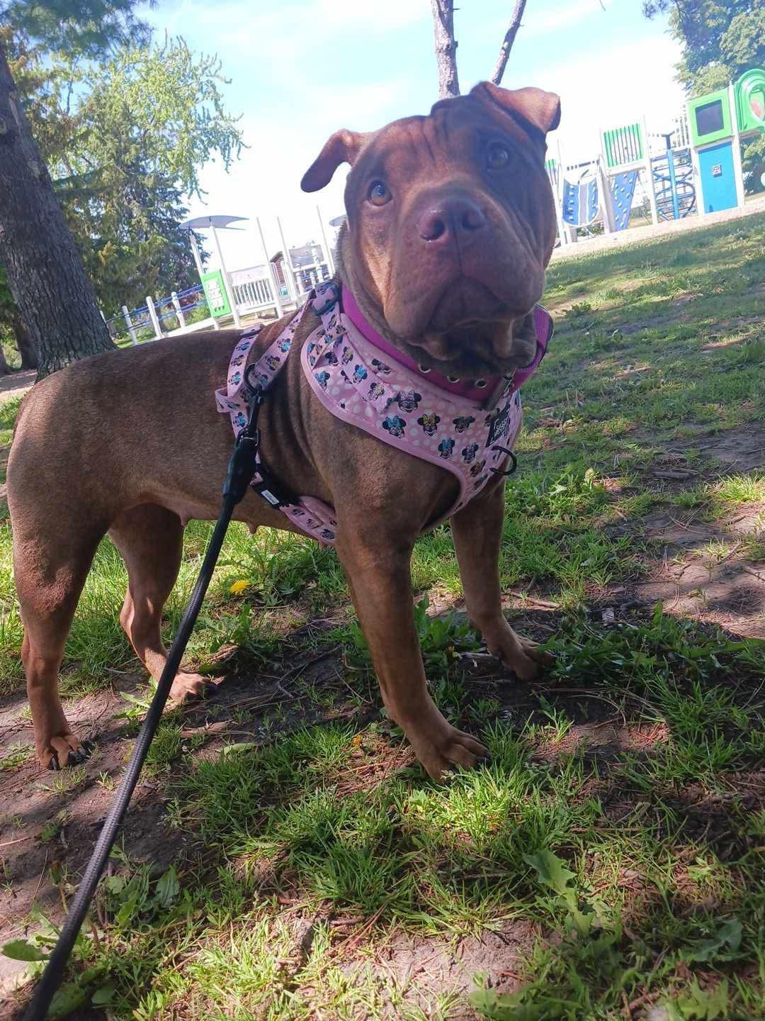 Roxie, a ADOPTABLE mixed breed in Woodstock, ON image 5/6