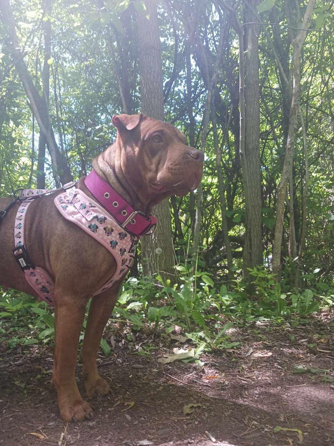 Roxie, a ADOPTABLE mixed breed in Woodstock, ON image 4/6