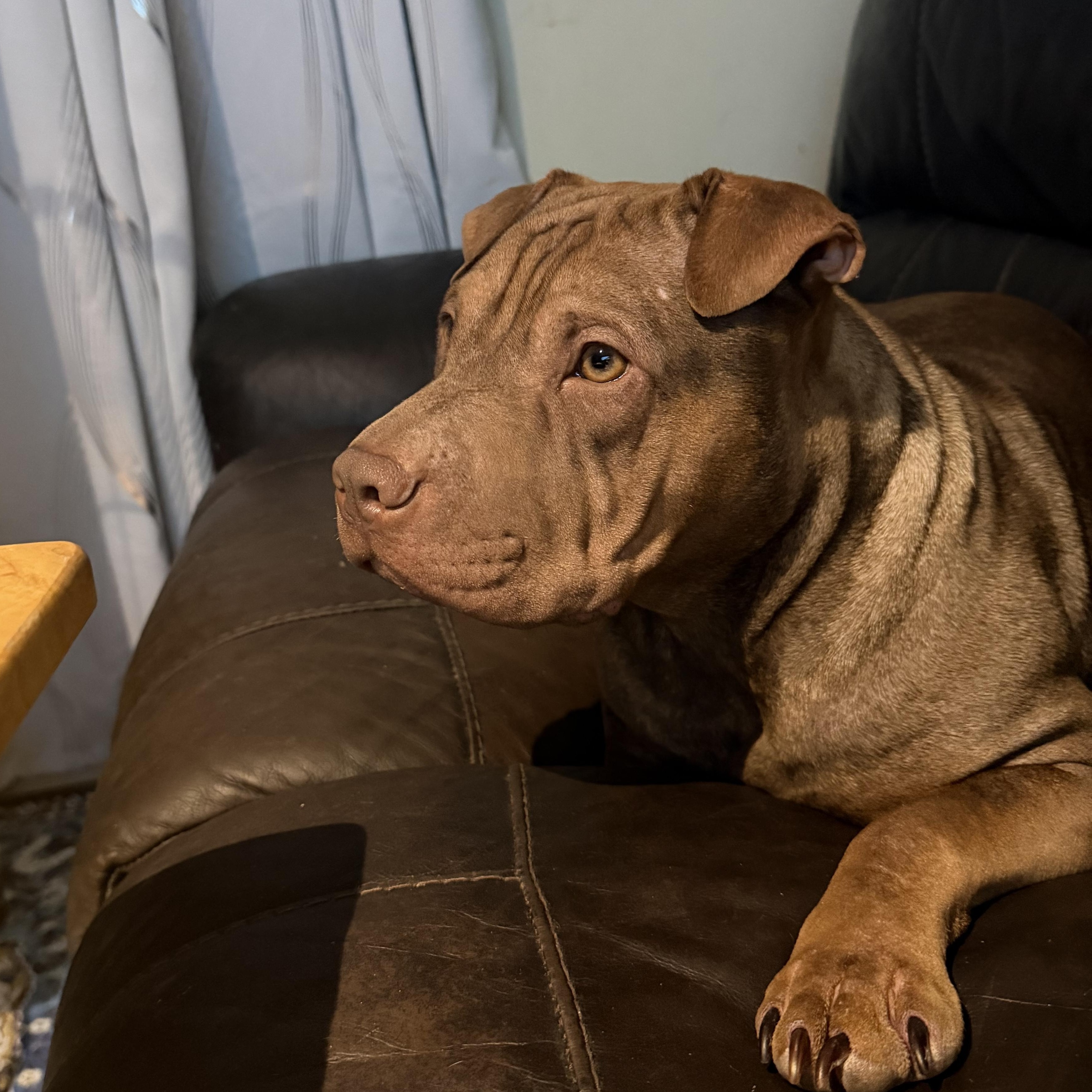 Enlarge Roxie, a ADOPTABLE mixed breed in Woodstock, ON image 3/3