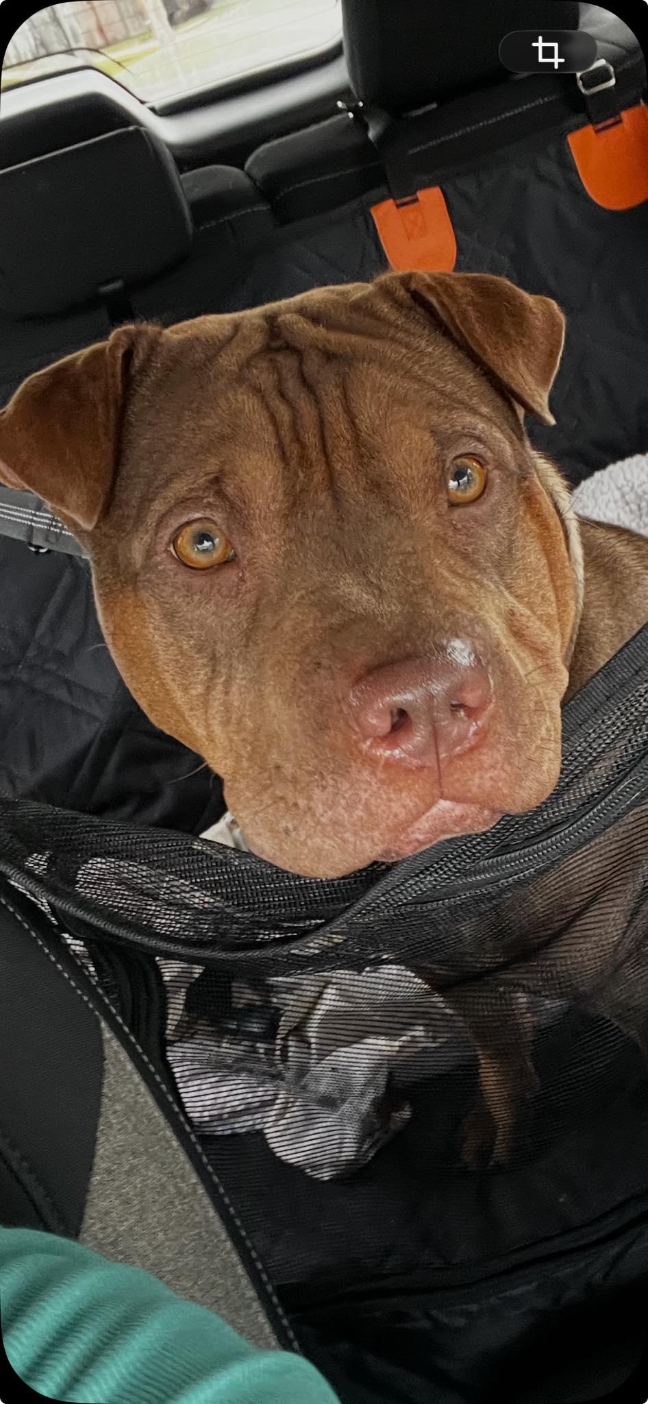 Enlarge Roxie, a ADOPTABLE mixed breed in Woodstock, ON image 2/3