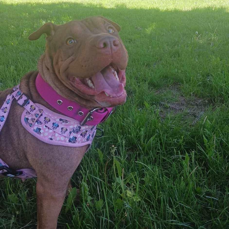 Roxie, a ADOPTABLE mixed breed in Woodstock, ON image 1/6
