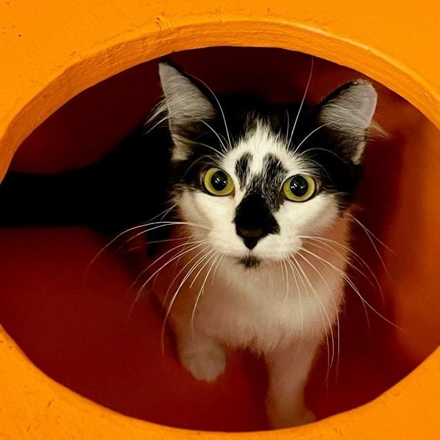 Enlarge Wilma, a Adoptable Domestic Short Hair in Novelty, OH image 1/2