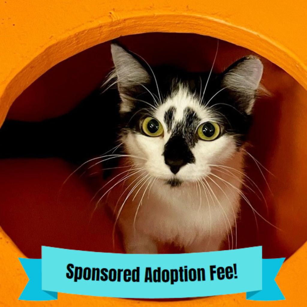 Enlarge Wilma, a Adoptable Domestic Short Hair in Novelty, OH image 2/2