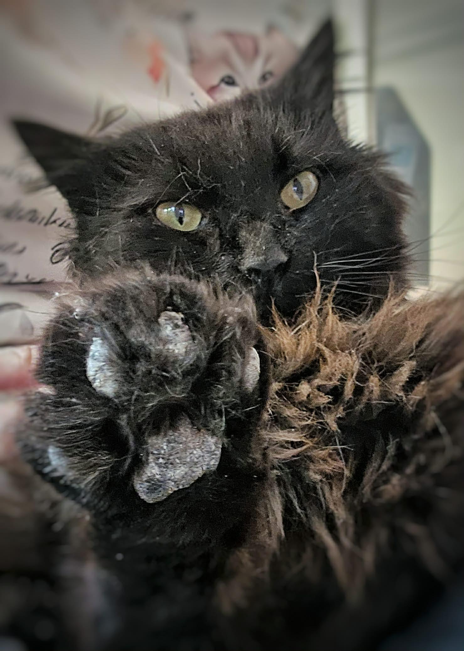 Licorice, Adopted, Adult Male Domestic Long Hair.