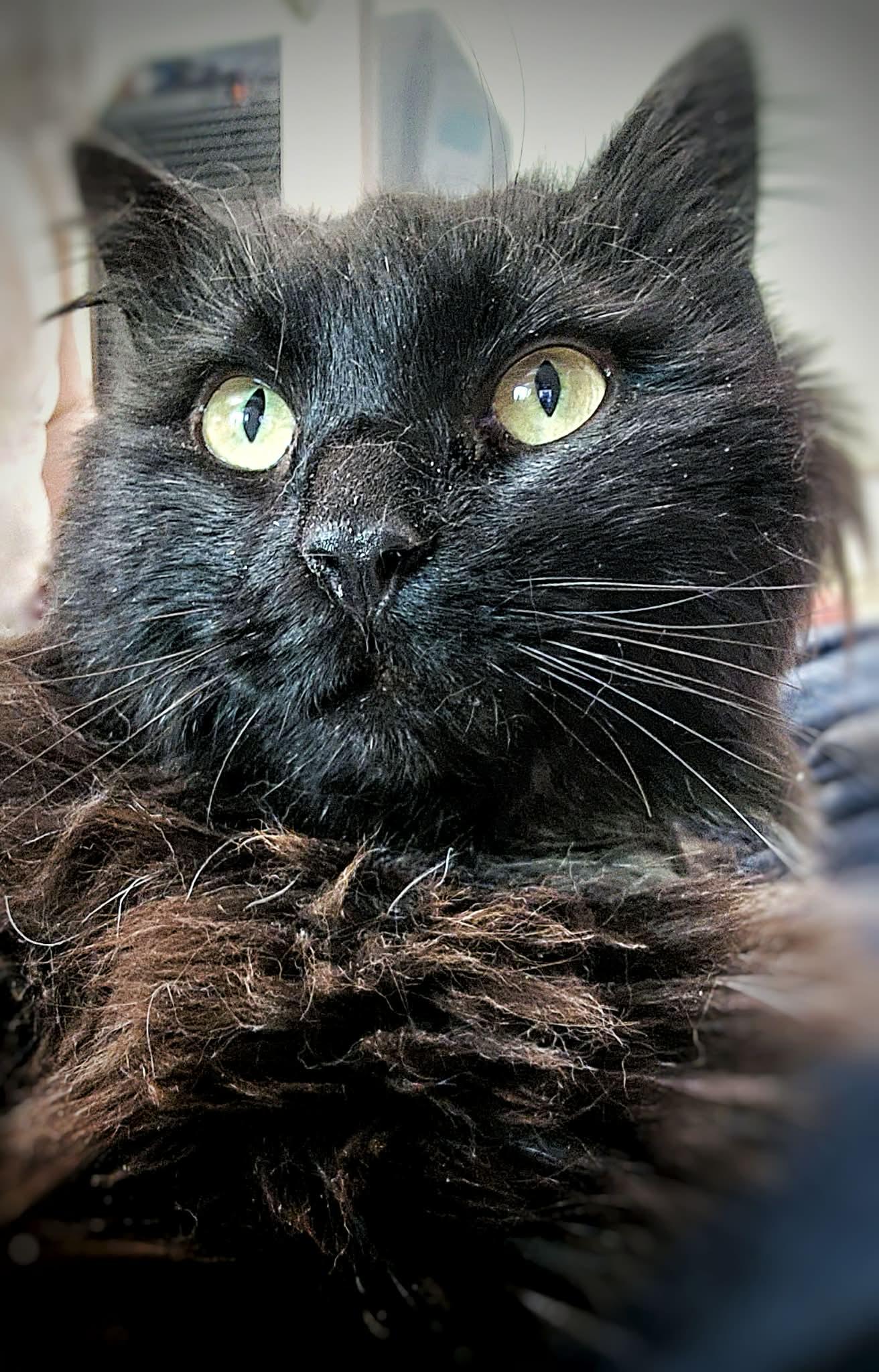 Enlarge Licorice, a Adopted Domestic Long Hair in Gettysburg, PA image 2/3