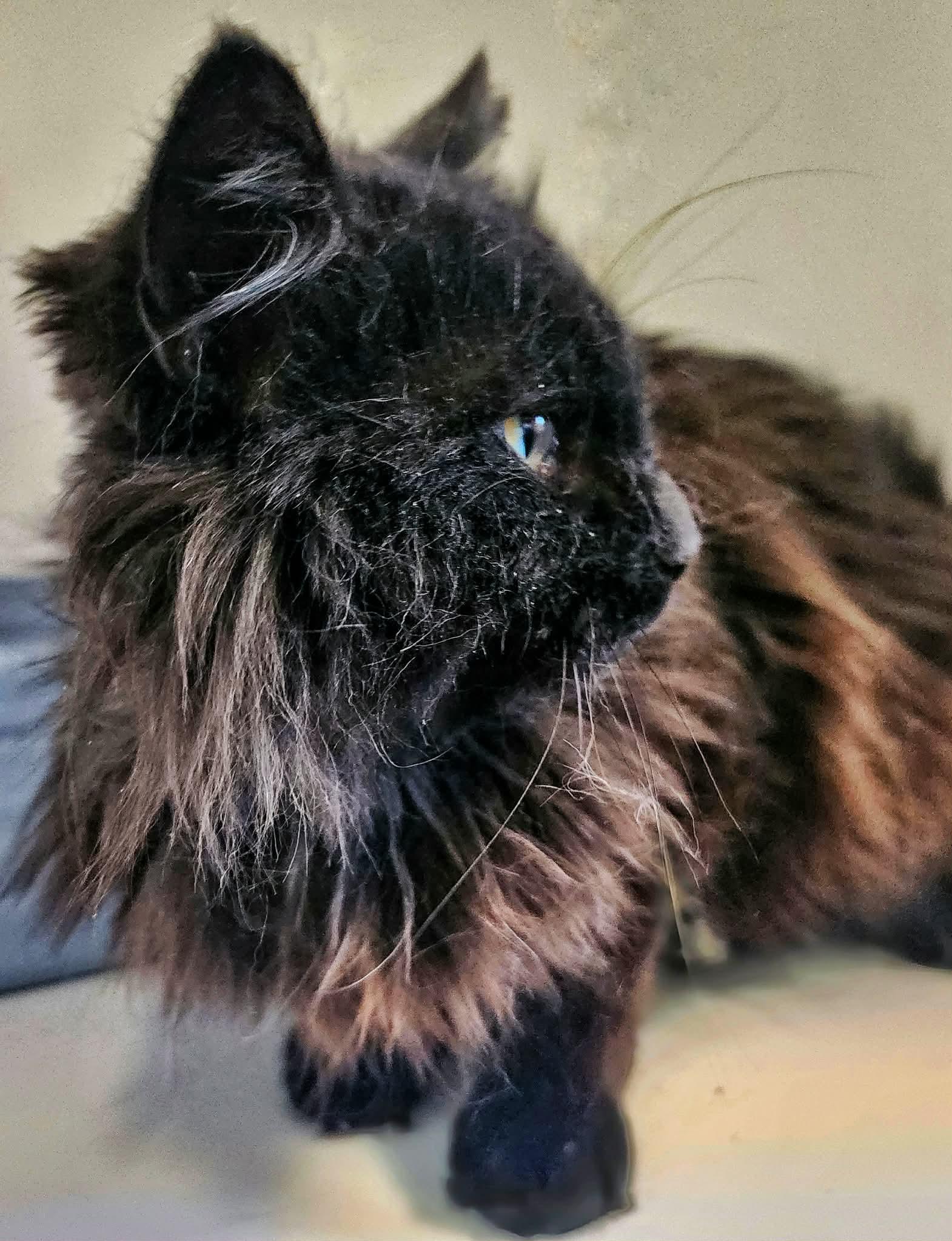 Enlarge Licorice, a Adopted Domestic Long Hair in Gettysburg, PA image 3/3