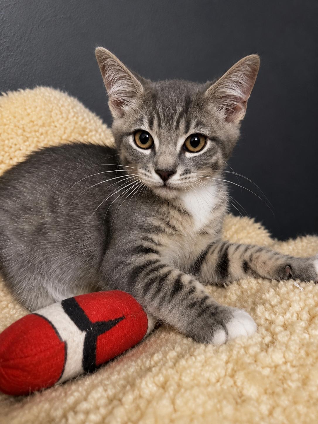 Enlarge Spots, a Adopted Domestic Short Hair in Rio Linda, CA image 1/3