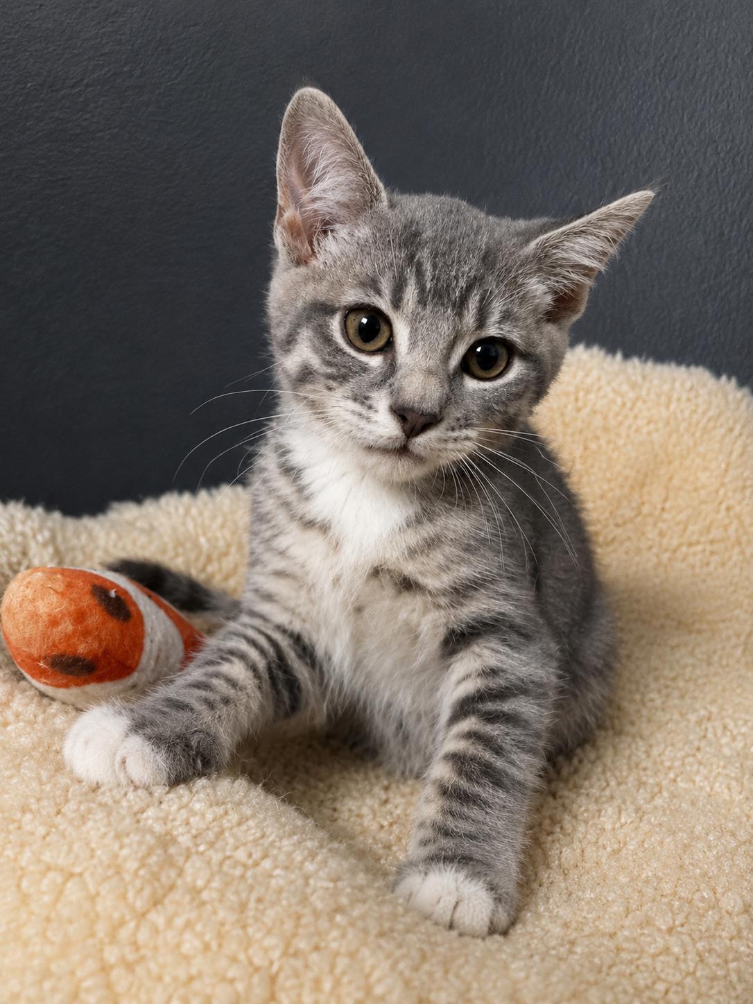 Enlarge Spots, a Adopted Domestic Short Hair in Rio Linda, CA image 2/3