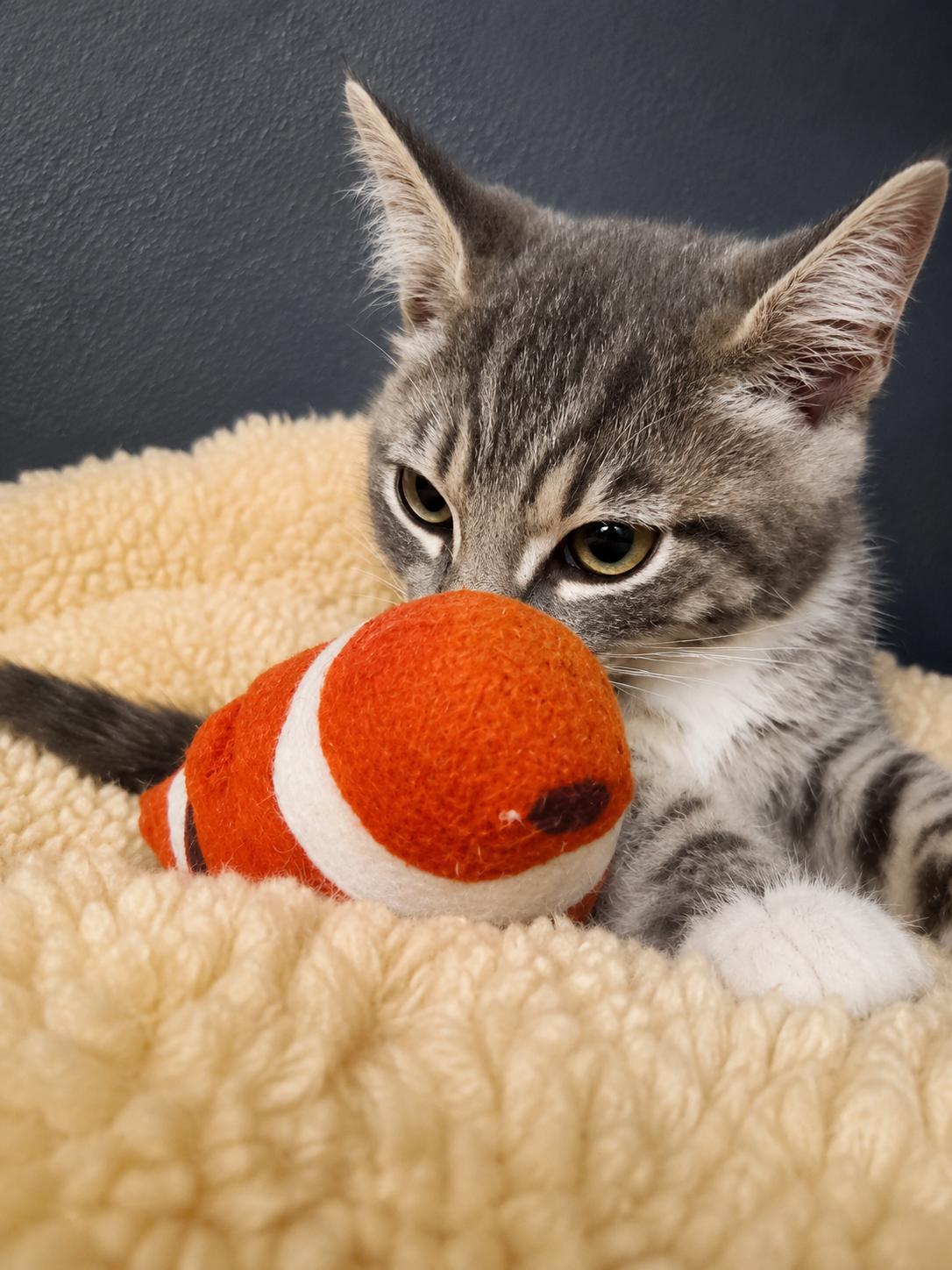 Enlarge Spots, a Adopted Domestic Short Hair in Rio Linda, CA image 3/3