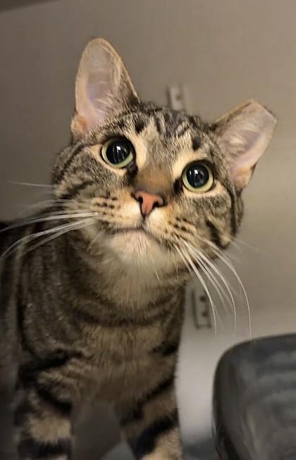 Haymitch, Adoptable, Adult Male Domestic Short Hair & Domestic Short Hair.