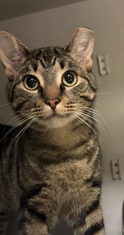 Enlarge Haymitch, a Adoptable mixed breed in Quakertown, PA image 2/3