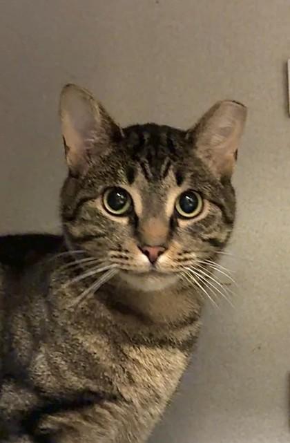 Enlarge Haymitch, a Adoptable mixed breed in Quakertown, PA image 3/3
