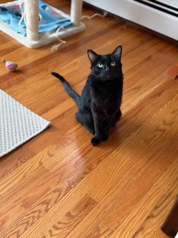 Welly, ADOPTABLE, Young Female Domestic Short Hair.