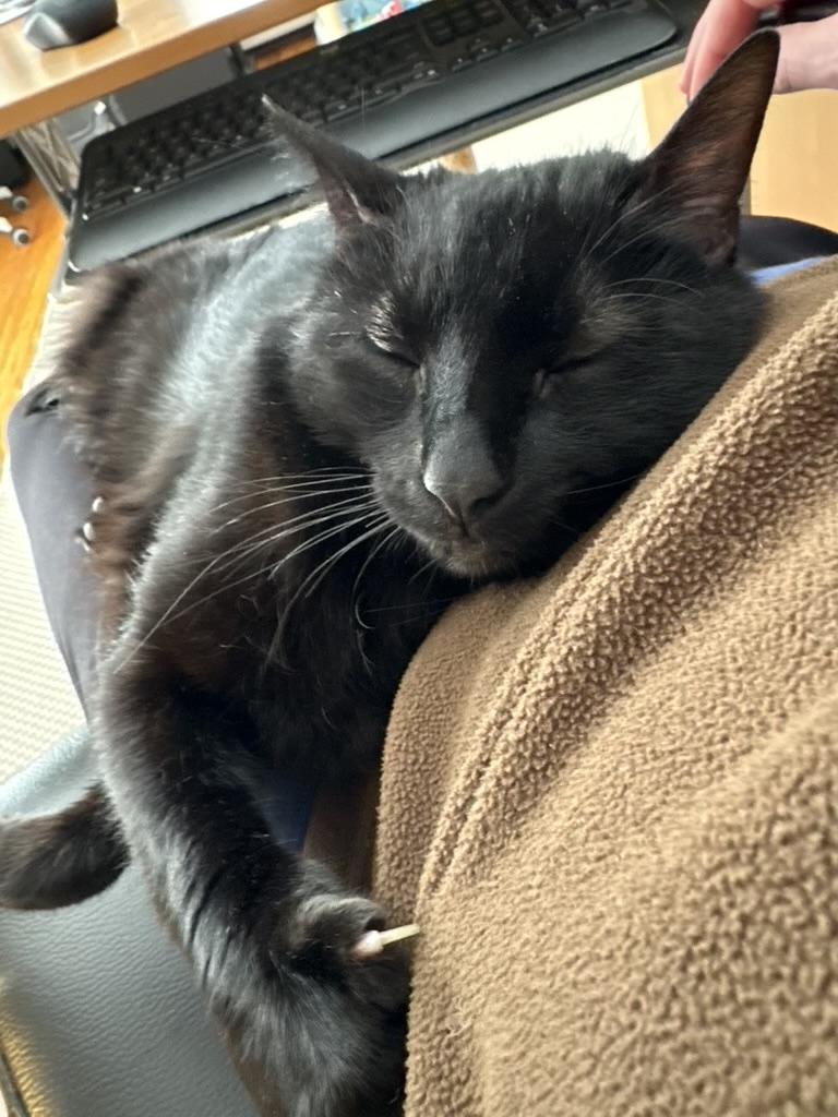 Enlarge Welly, a ADOPTABLE Domestic Short Hair in Cedars, PA image 4/4