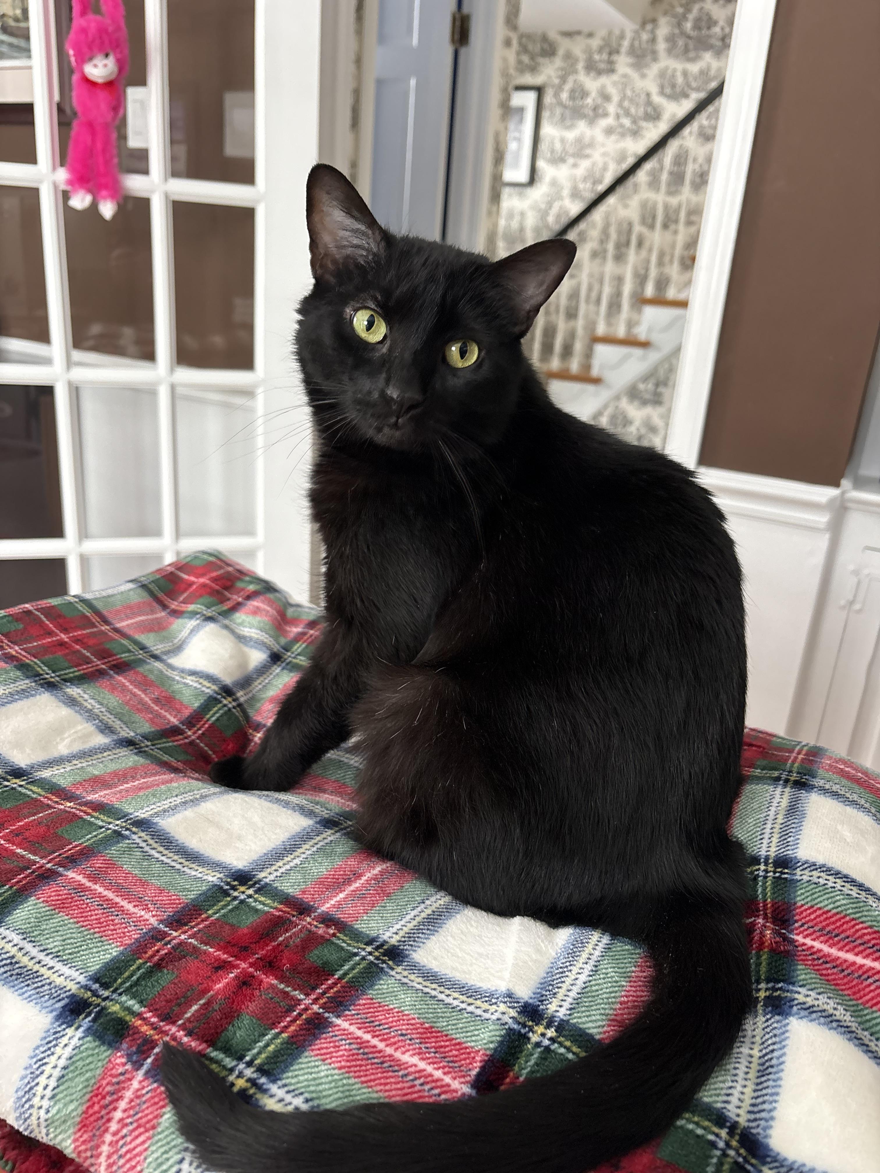 Enlarge Welly, a ADOPTABLE Domestic Short Hair in Cedars, PA image 3/4