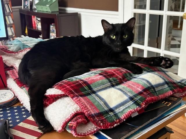 Enlarge Welly, a ADOPTABLE Domestic Short Hair in Cedars, PA image 2/2