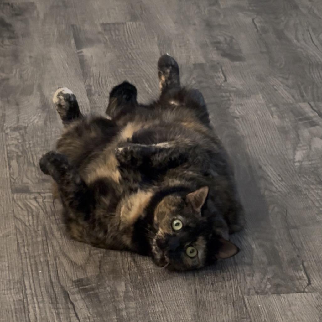 Enlarge Delta, a Adoptable Domestic Short Hair in Lynchburg, VA image 2/3