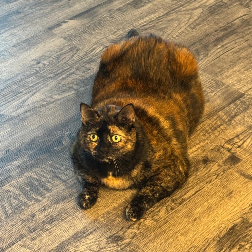 Enlarge Delta, a Adoptable Domestic Short Hair in Lynchburg, VA image 3/3