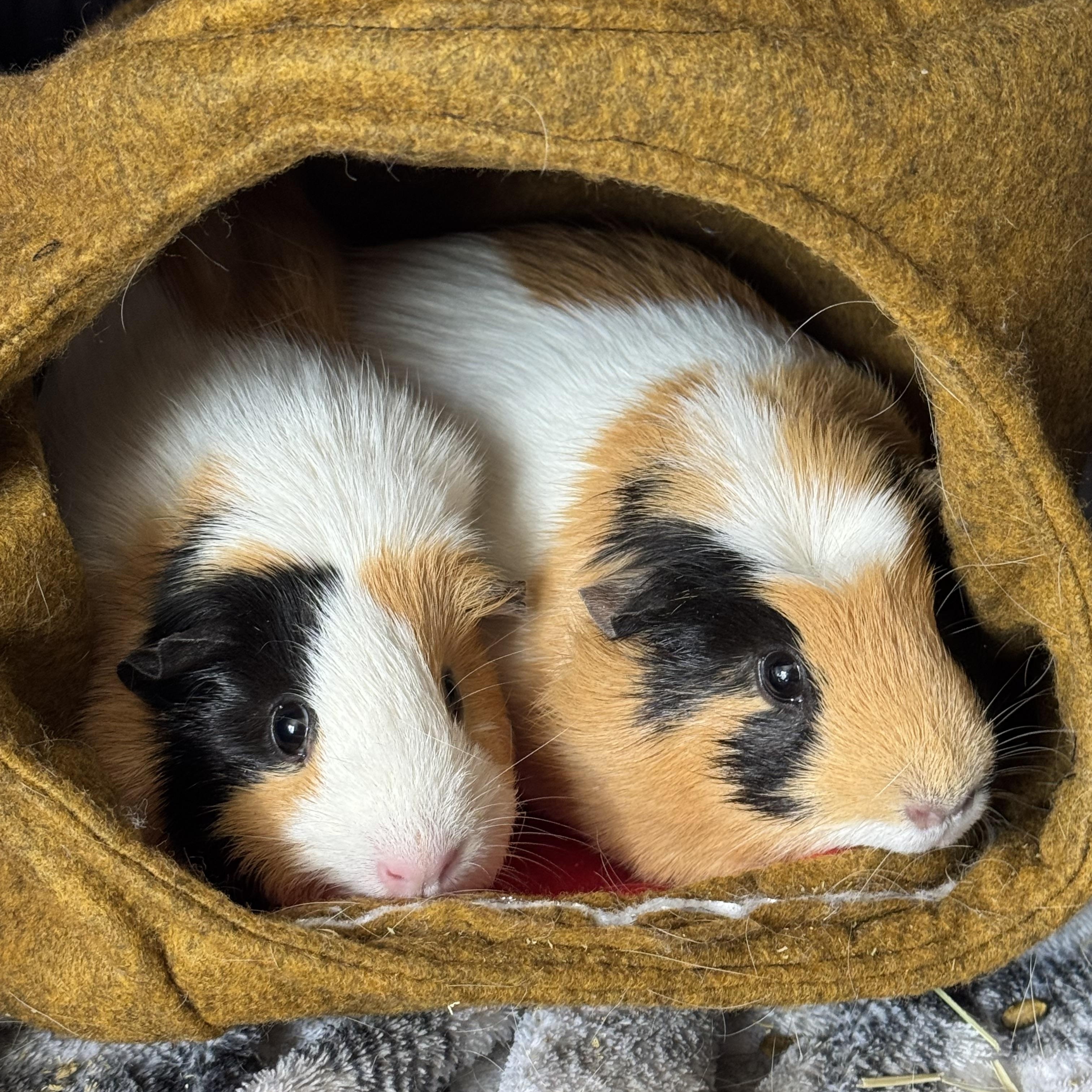Tater and Tot, ADOPTABLE, Adult Male Guinea Pig.
