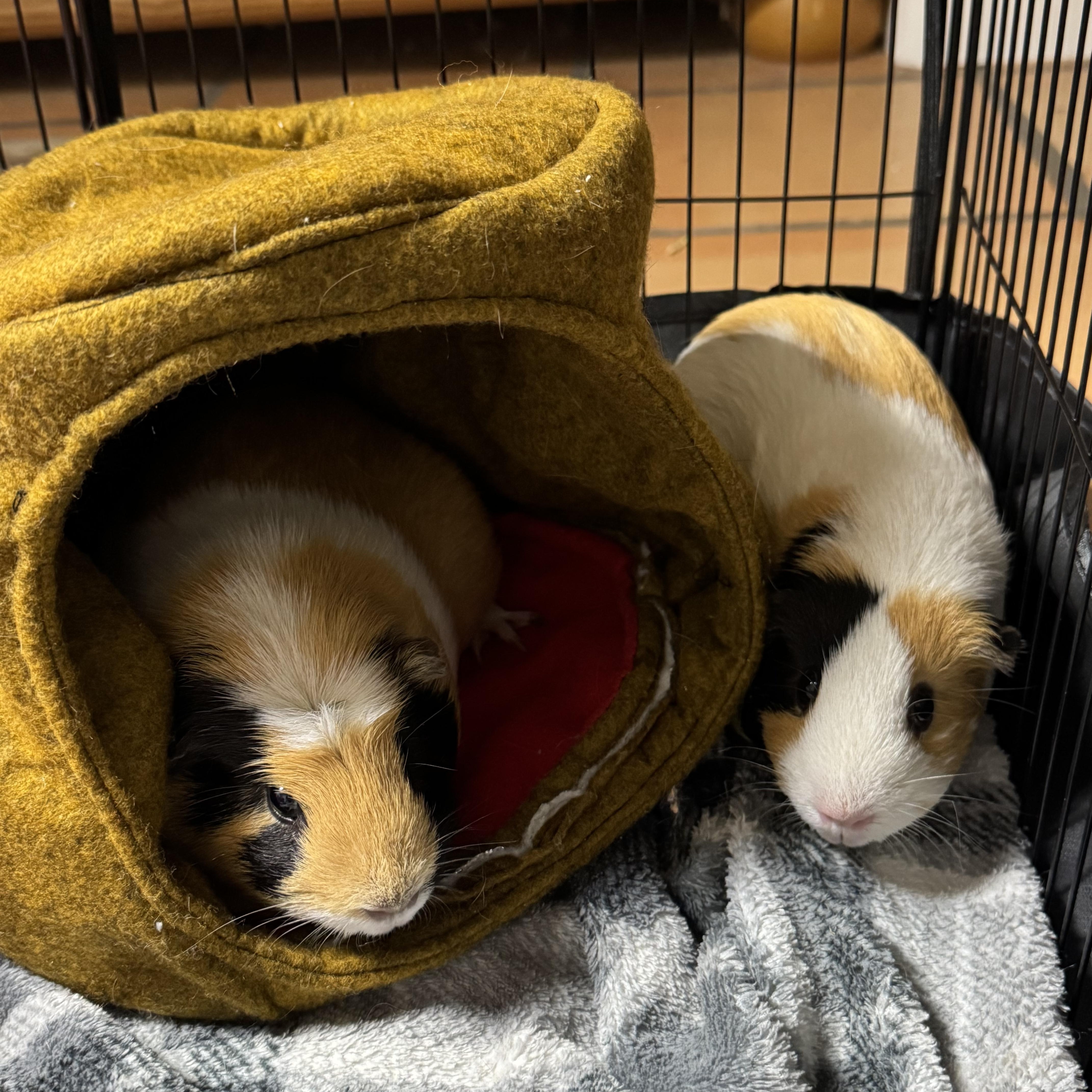 Tater and Tot, an adopted Guinea Pig in Walnut Grove, CA image 2/2