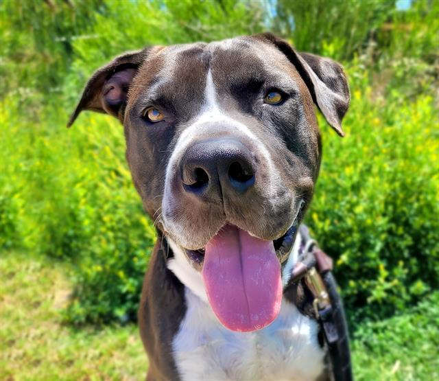 Enlarge POPTART*, a Adoptable Pit Bull Terrier in Tucson, AZ image 1/1