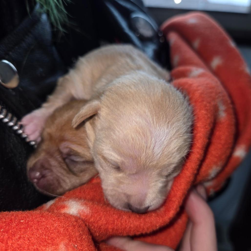 Chai C-34485, Adoptable, Puppy Male Chihuahua.