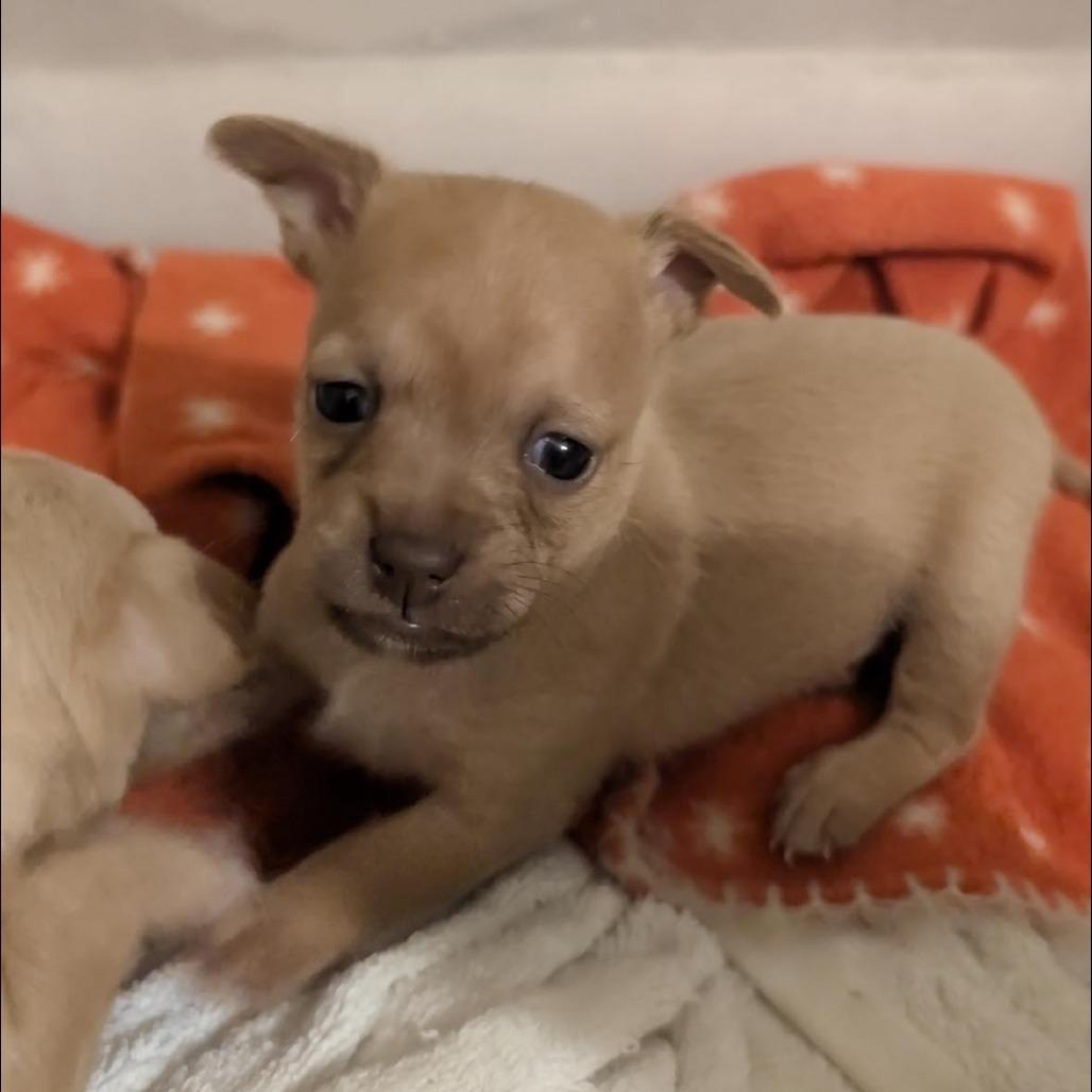 Enlarge Chai C-34485, a Adoptable Chihuahua in Oklahoma City, OK image 2/2